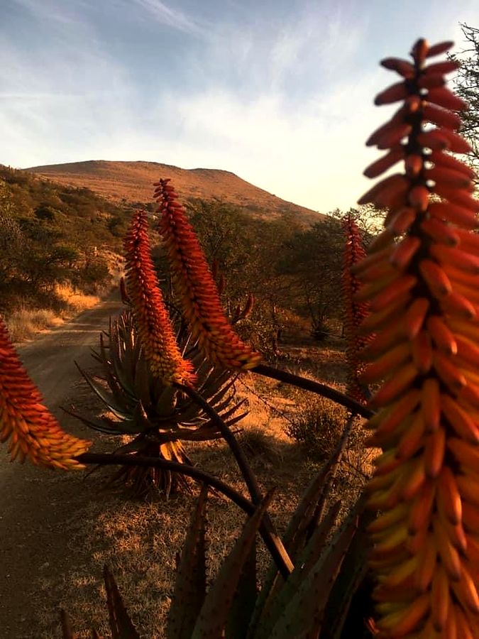 Aloes in flower