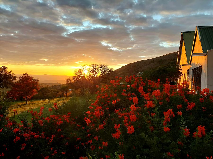 Aloes in flower at sunset by the house