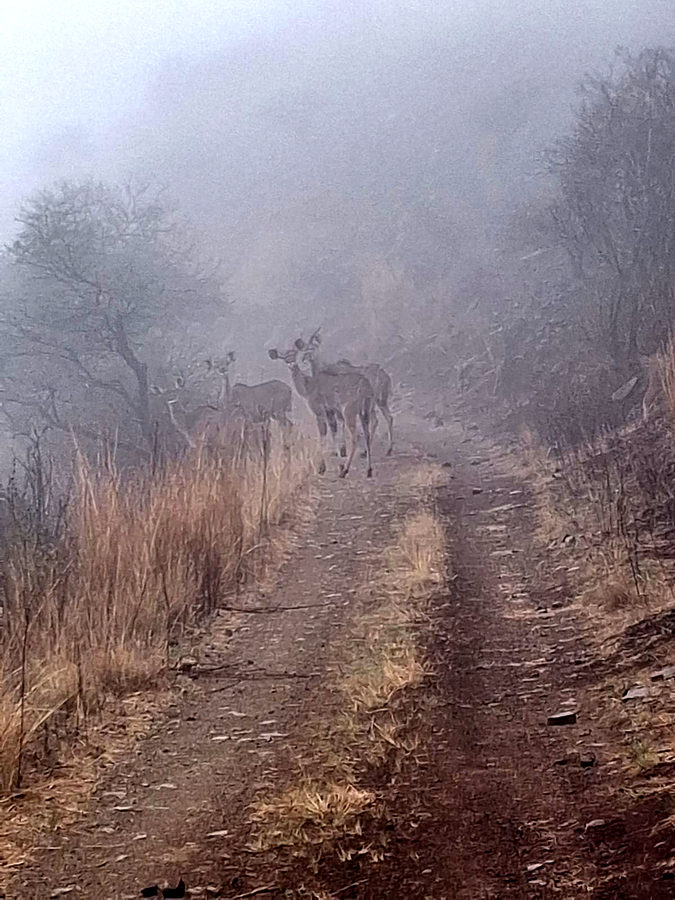 Buck on the farm road in the morning mist