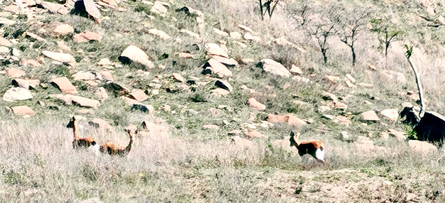 Impala on the hillside