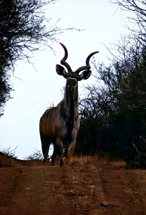Kudu bull on the farm road
